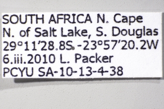 Meliturgula haemotospila label